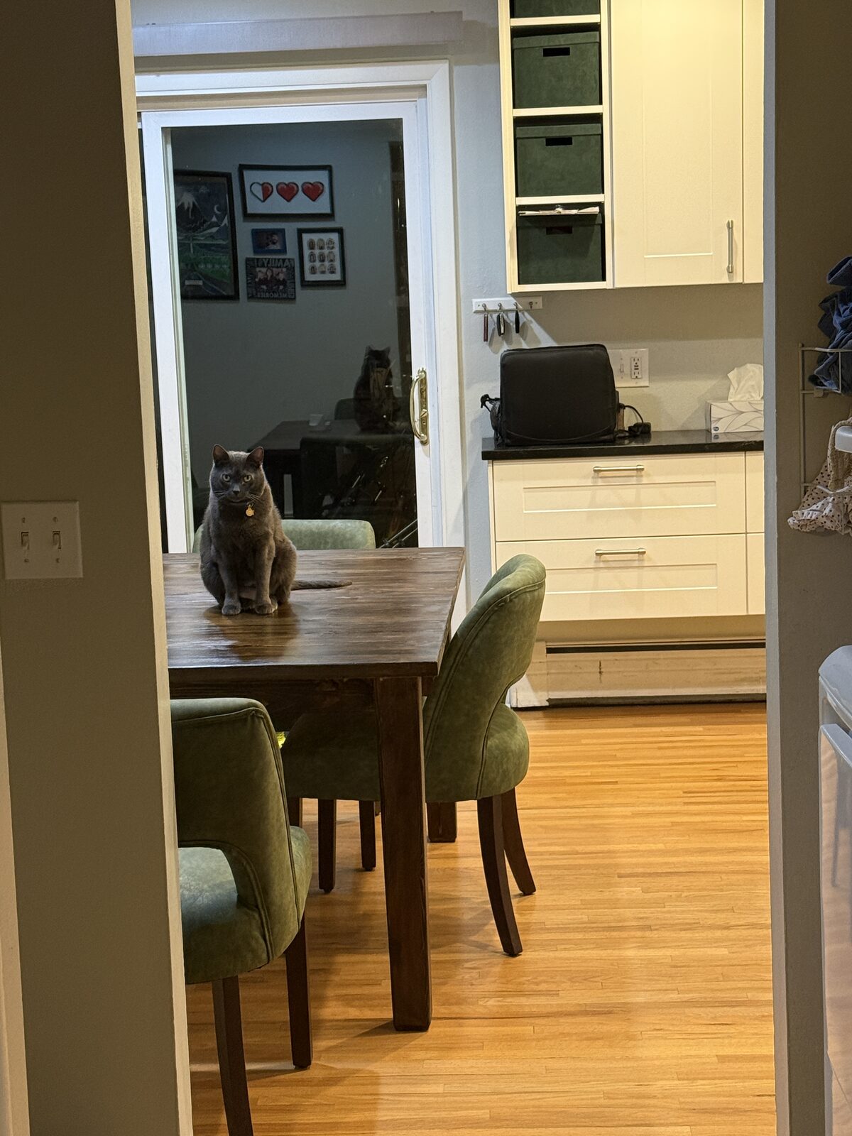 Cat approved