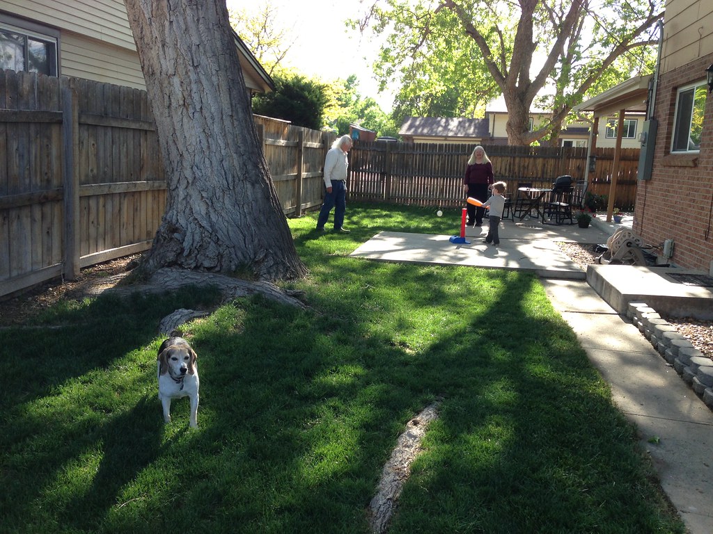 Lawn evening