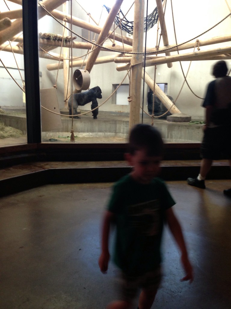 Denver zoo at 39 1/2 weeks