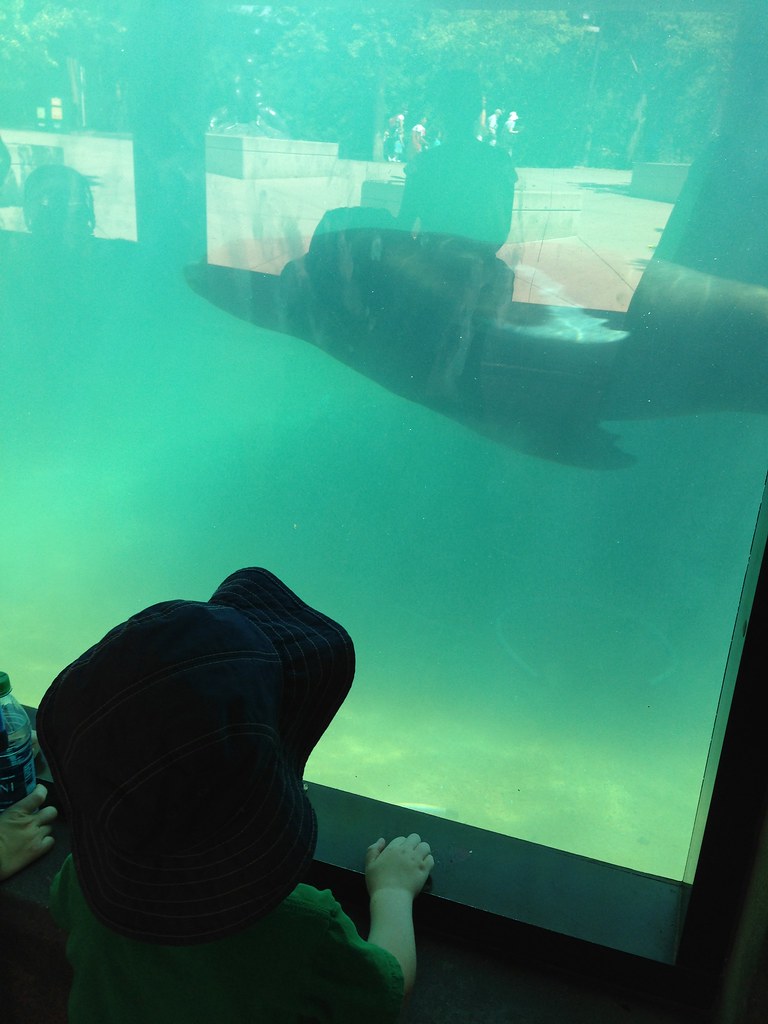Hot day at the zoo